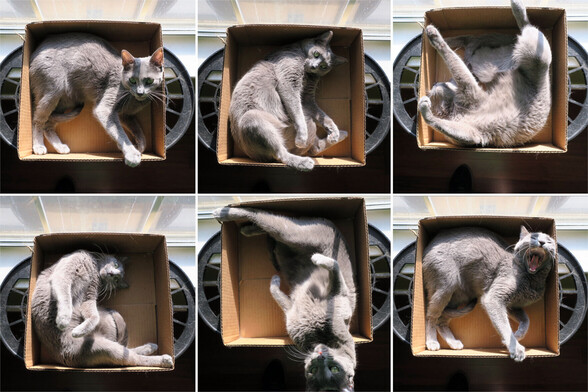 Several of a gray cat in various fun positions inside a flapless cube box