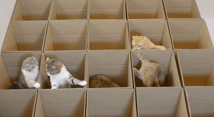 Cats jumping between a grid of carboard boxes