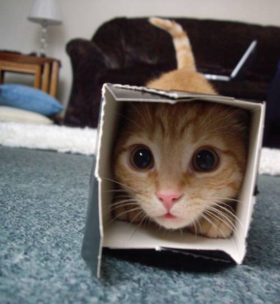 Orange striped cat squished into tiny cardboard box