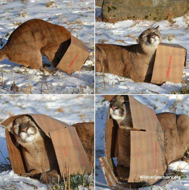 4 photos of a full-sized cooger progressively destroying a normal-sized cardbox with it's love