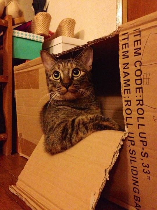 Cat lounged in cardboard box looking up at camera, arm resting on pull-out flap