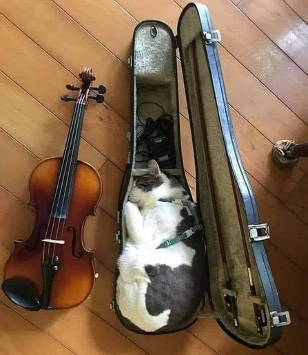 White cat with black spots resting in a violin case, violin lays next to it's case